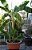 Kit 3 Mudas De Banana Ornamental P/ Vasos + Manual - Imagem 2