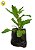 Kit - 12 Mudas Plantas Medicinais - Diversas + Manual - Imagem 2