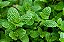 Kit - 25 Mudas Plantas Medicinais Hortaliças Temperos Pancs - Imagem 6