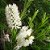 1 Muda De Melaleuca - Orgânica - Planta Medicinal - Tea Tree - Imagem 3