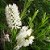 1 Muda De Melaleuca - Orgânica - Planta Medicinal - Tea Tree - Imagem 1