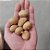 30 Sementes De Batata Inglesa P/ Fritar,  Assar Ou Cozinhar - Imagem 2
