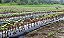 Kit - 24 Mudas De Uva Diversas + 24 Kits De Adubos Plantio - Imagem 4