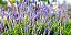 15 Mudas De Lavanda / Alfazema - Alta Qualidade + Manual - Imagem 5