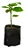 1 Muda Tamarillo + 1 Muda Framboesa - Orgânica + Manual! - Imagem 1
