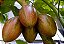 1 Muda Tamarillo + 1 Muda Framboesa - Orgânica + Manual - Imagem 2