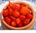 Kit 2 Mudas De Pimenta Biquinho - Orgânicas - Alta Qualidade! - Imagem 1