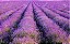 30 Mudas De Lavanda Ou Alfazema - Alta Qualidade + Manual - Imagem 5
