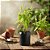 Kit - 24 Mudas Plantas Medicinais, Hortaliças, Temperos e Pancs - Escolha após compra + Manual De Plantio! - Imagem 1