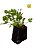 Kit - 24 Mudas Plantas Medicinais Hortaliças Temperos Pancs - Imagem 2