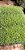 40 Mudas De Lavanda Alfazema - Alta Qualidade + Manual - Imagem 6