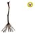 10 Mudas De Uva Syrah +  Manual De Plantio - Imagem 1