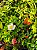 Kit - 10 Mudas Plantas Medicinais, Hortaliças, Temperos e Pancs - Escolha após compra!+ Manual - Imagem 3