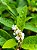 Kit - 10 Mudas Plantas Medicinais, Hortaliças, Temperos e Pancs - Escolha após compra!+ Manual - Imagem 5