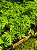 3 Mudas De Malva Cheirosa - Orgânica + Manual De Plantio! - Imagem 4