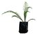 1 Muda De Mil Folhas Planta Medicinal + Manual De Plantio - Imagem 4
