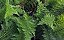 1 Muda De Mil Folhas Planta Medicinal + Manual De Plantio - Imagem 6