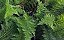 1 Muda De Mil Folhas Planta Medicinal + Manual De Plantio - Imagem 2