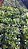 Kit 20 Mudas De Morango + 2 Adubos + Manual - Imagem 3