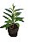 1 Muda De Erva Baleeira - Alta Qualidade - Planta Medicinal - Imagem 1