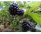 20 Mudas De Amora Preta Gigante Rubus  + Manual - Imagem 2