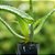 2 Mudas De Babosa - Planta Medicinal + Manual De Plantio - Imagem 1