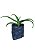 2 Mudas De Babosa - Planta Medicinal + Manual De Plantio - Imagem 2
