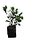 5 Mudas De Mini Jasmim - Ornamental + Manual De Plantio - Imagem 1