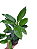 5 Mudas De Jasmim Do Cabo / Gardênia - Ornamental + Manual - Imagem 1