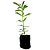 1 Muda De Stevia - Alta Qualidade - Adoçante + Manual - Imagem 1