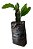 1 Muda De Pitaya Enraizada + Adubo De Plantio + Manual - Imagem 1