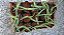 1 Muda De Babosa  (aloe Vera) - Planta Medicinal + Manual - Imagem 5