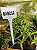 1 Muda De Babosa (aloe Vera) - Planta Medicinal + Manual - Imagem 4