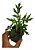 1 Muda De Artemísia  - Alta Qualidade - Planta Medicinal - Imagem 1