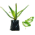 1 Muda De Babosa - Planta Medicinal + Manual De Plantio - Imagem 1