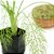 4 Mudas De Plantas Medicinais ( Escolha após compra) + Manual! - Imagem 8