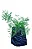 4 Mudas De Plantas Medicinais ( Escolha após compra) + Manual! - Imagem 5