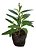 4 Mudas De Plantas Medicinais ( Escolha após compra) + Manual! - Imagem 7