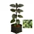 4 Mudas De Plantas Medicinais ( Escolha após compra) + Manual! - Imagem 3