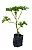 4 Mudas De Plantas Medicinais ( Escolha após compra) + Manual! - Imagem 4