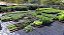 4 Mudas De Plantas Medicinais - Monte Seu Kit - Diversas - Imagem 1