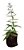 1 Muda De Limonete Planta Medicinal + Manual De Plantio - Imagem 1