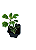 1 Muda De Planta Incenso + Manual De Plantio - Imagem 1