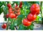 1 Muda De Tomate Cereja + 1 Pimenta Biquinho + Manual! - Imagem 7
