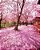 Kit 5 Mudas De Cerejeira Sakura + Manual De Plantio - Imagem 3