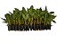 105 Mudas De Banana Micropropagadas Willians + Manual - Imagem 1