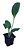 Kit 10 Mudas - Horta Medicinal - Diversas - Monte Seu Kit - Imagem 4