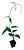 Kit 10 Mudas - Horta Medicinal - Diversas - Monte Seu Kit - Imagem 5
