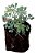 Kit 10 Mudas - Horta Medicinal - Diversas - Monte Seu Kit - Imagem 1