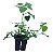 Kit 10 Mudas - Horta Medicinal - Diversas - Monte Seu Kit - Imagem 7